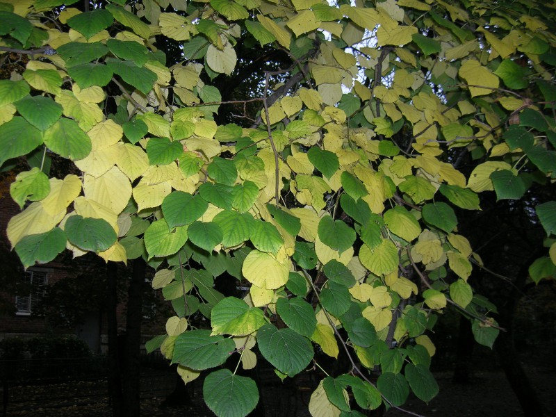 pic2633619.jpg