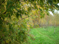 Работа 2633613