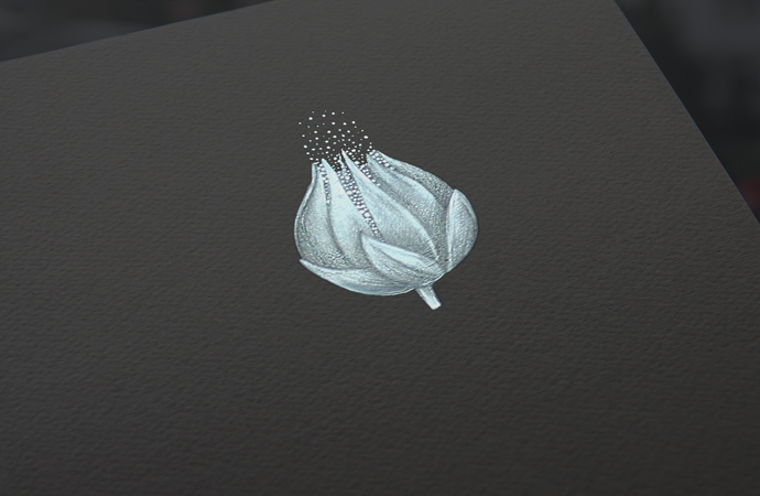 pic2917774.jpg
