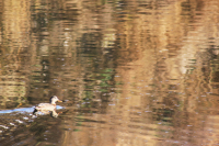 Работа 2103570