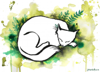 Кот