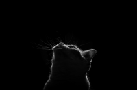 Работа 2924123