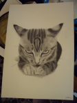 Кот