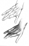 Руки. Графика