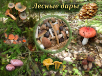 Работа 3107447