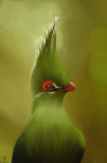 Green bird