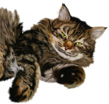 кот