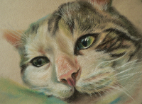 кот