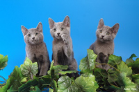 Что такое Клуб Любителей Кошек