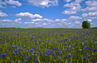 Полевые цветы