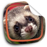 «Какую клетку выбрать для хорька?»