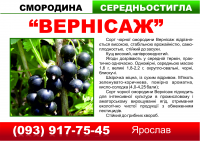 Стенд на продажу смородины