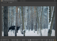 Вставка в видео страуса. Компоузинг.