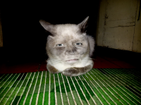 Я кот
