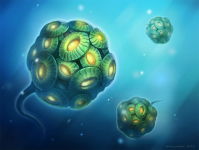 Милашки кокколитофориды