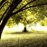 Spring / App/ Game music