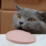 Crafty Cat / App/ Game music