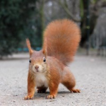 Squirell / App / Game music