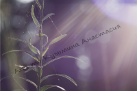 Работа 2917981
