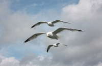 seaguls