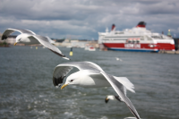 seaguls