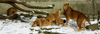 lions
