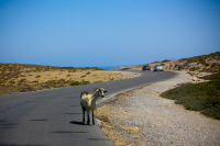 lost goat