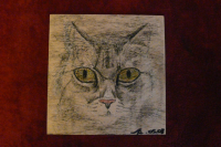 кошка