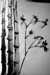 Bamboo