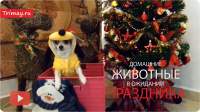 Новогодняя подборка