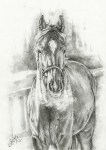 Hors Lilly