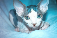 Работа 2987135