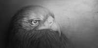 Aquila