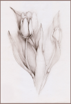 Tulipa