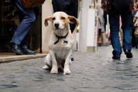 Работа 2985313