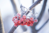 иней на рябине