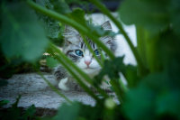 кошка