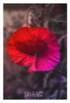 Poppy flower