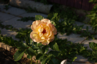 Работа 2009334