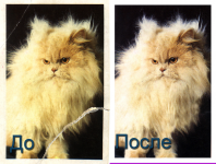 Работа 2020474