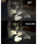 Котенок