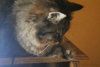 Foto-cat