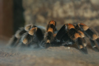Foto-animals