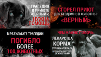 Виральный ролик «Трагедия в приюте «Верный»: нужна помощь»