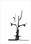 japan tree