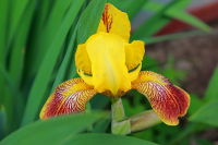 Работа 2442428