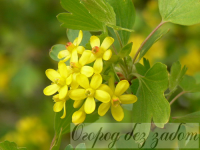 Смородина...