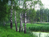 Страна березового ситца