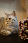 Кошки-цветошки