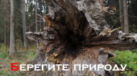 Социальный ролик о вырубке лесов